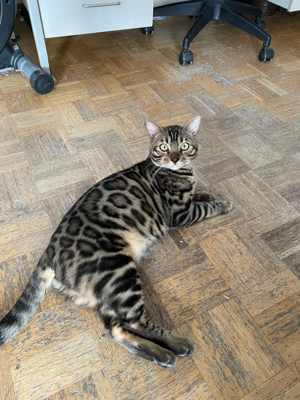 Junger bengal kater