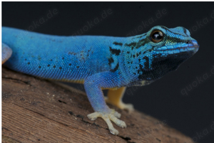 Lygodactylus williamsi, Himmelblauer-Zwergtaggecko