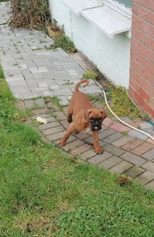 Boxer Welpen 