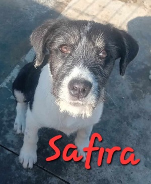 Safira sucht Heimat