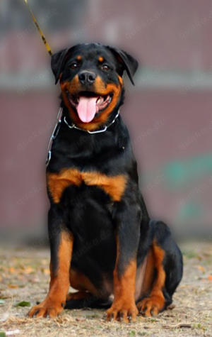 Rottweiler 5 monate