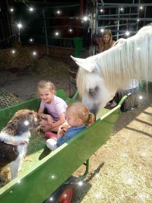 Kindergeburtstage auf dem Reiterhof in Münster feiern!