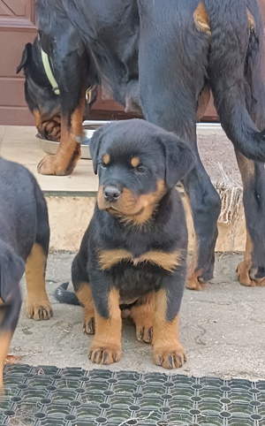 Rottweiler Welpen 