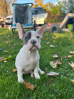 französische Bulldogge Welpe