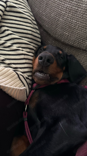 Dobermann Welpe