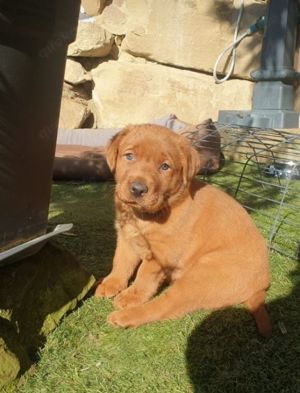 Labrador Retriever Welpen foxred blond mit Ahnentafel