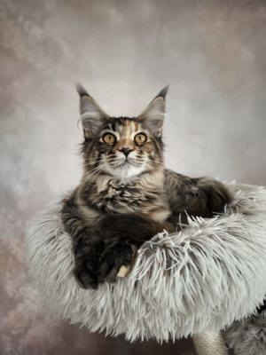 Maine Coon mit Stammbaum 