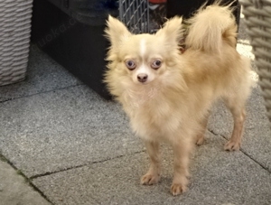 Hübsche Pomchi Chihuahua suchen ein zuhause