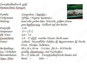 Zwergkrallenfrosch gold Bild 2