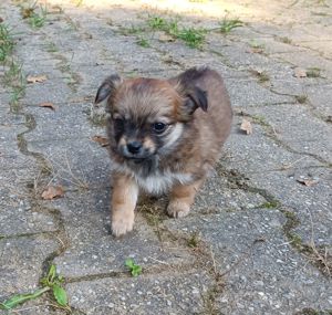 Ab sofort nur noch 1 Welpen (1 Junge) kleinbleibend frei... 