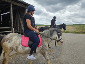 Brave Tinkerstute sucht Reitbeteiligung Bild 4