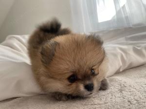 Pomeranian-Zwergspitz Welpen