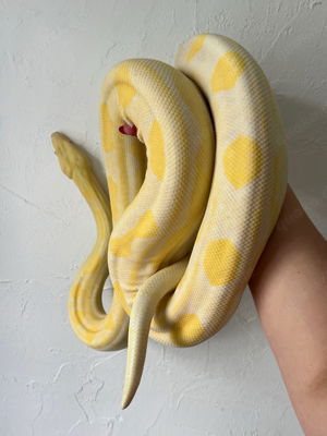 Motley Snow (Kahl) Boa imperator Männchen