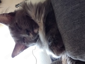 Maine Coon XL suchen ein liebes zuhause 