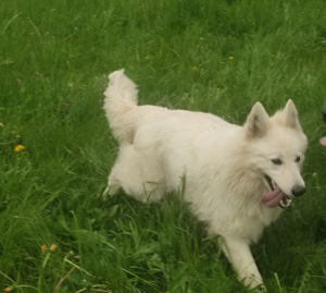 schweizer schäferhund welpen