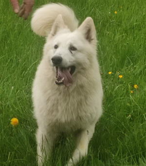 Schweizer Schäferhund Welpen