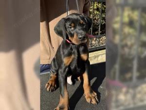 Dobermann Welpen suchen ein liebevolles neues zu Hause.