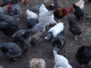 10 Bruteier Marans in verschiedenen Farben aus Hobbyzucht. Bild 3