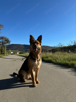 Schäferhund Border collie mix 