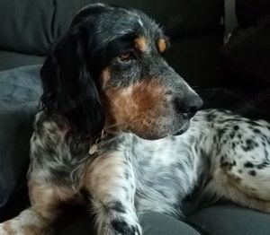 Diva,EnglishSetter - sie ist lieb, sozialisiert und möchte erstmalig in ihrem Leben geliebt werden.