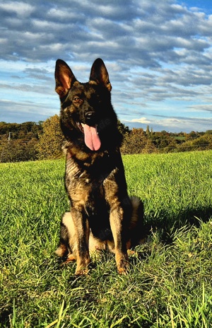 Schäferhund Hündin jung