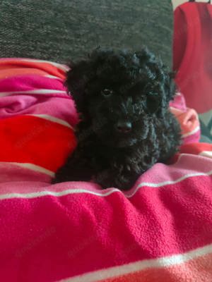 Verkaufe Maltipoo Welpen 