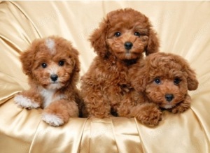 Maltipoo Welpen 