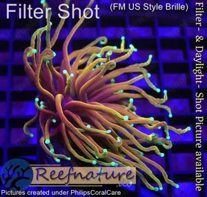 Euphyllia Dragon Soul, Meerwasser Koralle nur 34 