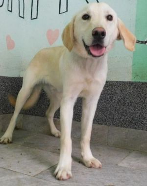 Labrador Retriever Rüde creme 1J Ausreise nach Adoption aus Kroatien