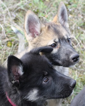 Eurasier - A. Malamute Nord-Hybrid Welpen suchen ein liebevolles Zuhause