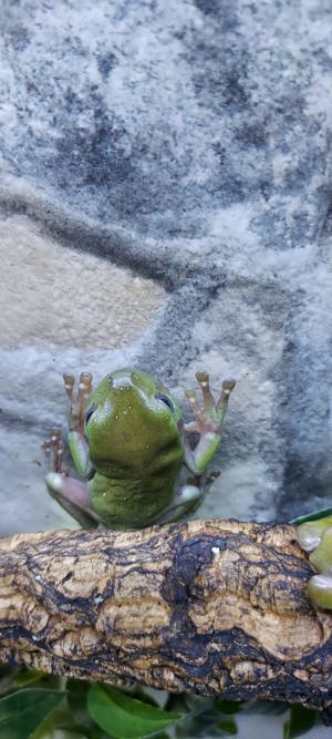 Korallenfinger   Litoria caerulea