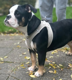 1 x Englische Bulldogge Welpe