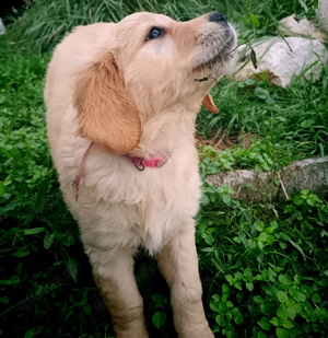 Golden Retriever Welpen suchen ein Zuhause. 