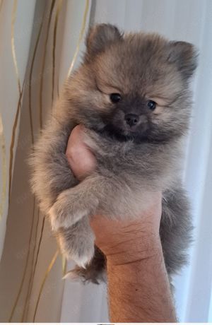 Zwergspitz mini pomeranian Welpen