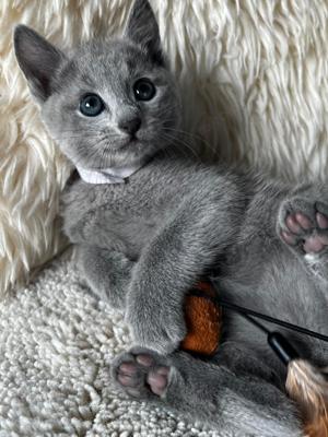 Russische blau kitten 