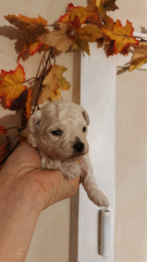 Havapoo Welpen, ähnlich Maltipoo Bollipoo Pudel