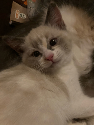 noch 2 BKH-Ragdoll Kitten abgabebereit Katzenbabys blaue Augen