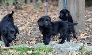 Labradoodle Labrador Kleinpudel Mix