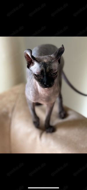 sphynx Katzen 