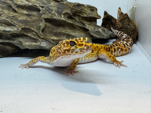 Leopardgecko Männchen (Breeder)