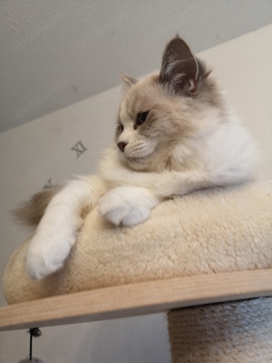 Reinrassige Ragdoll  Mädchen 7 Monate 