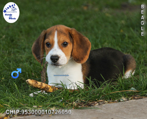 Aktive Beagle Welpen