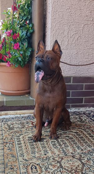 Chongqing Dog, chinesische Bulldog, Boxer, miniatür Bullterrier, Bulli, nicht haarende Hunde 