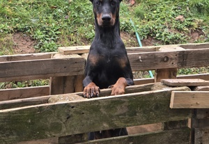 Dobermann Weibchen 3 Jahre alt