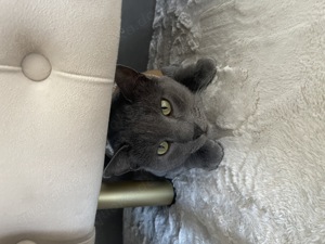 Russisch Blaukater 3 jahre 5 Monate 