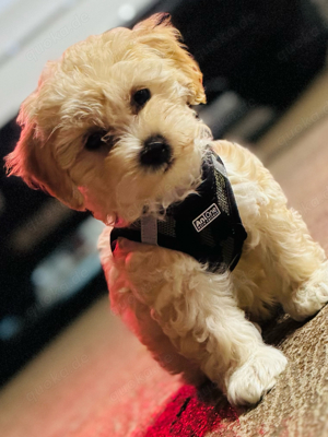 Maltipoo Welpe