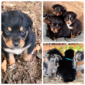 Mini Aussie   Rottweiler Mix 