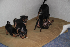 5 Süße Zwergpincher-Chihuahua Mix Welpen