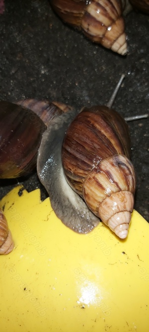 Achatschnecken Lissachatina Fulica Bild 4