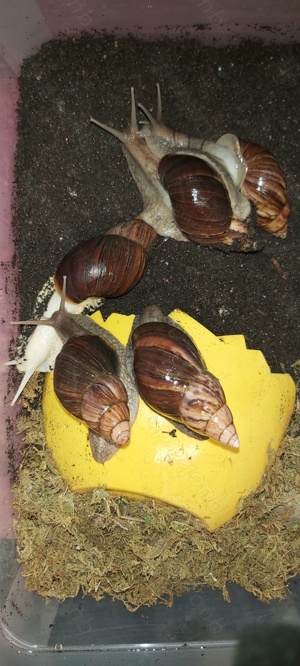 Achatschnecken Lissachatina Fulica Bild 7